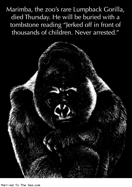 Married To The Sea comic: rip marimba * Text: marinba the zoos rare lumpback gorilla died thursday he will be buried with a tombstone reading jerked off in front of thousands of children never arrested