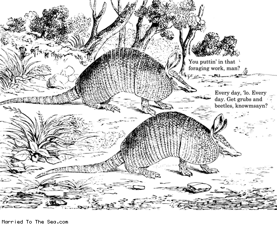 Married To The Sea comic: armadillo hustlin * Text: you puttin in that foraging work man every day lo every day get grubs and beetles knowmsayin