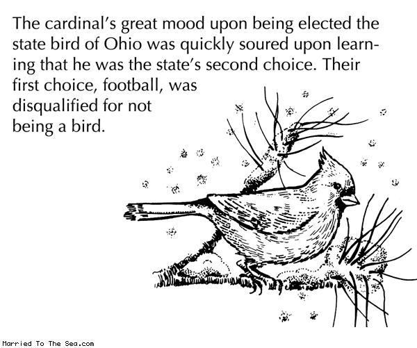 Married To The Sea comic: state bird of ohio * Text: The cardinal's great mood upon being elected the state bird of Ohio was quickly soured upon learning that he was the state's second choice. Their first choice, football, was disqualified for not being a bird.
