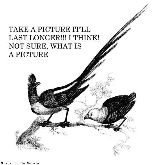 Married To The Sea comic: take a picture * Text: