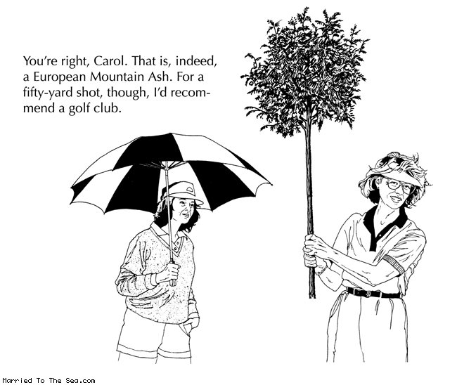Married To The Sea comic: european mountain ash * Text:
You're right, Carol. That is, indeed, a European Mountain Ash. For a fifty-yard shot, though, I'd recommend a golf club.