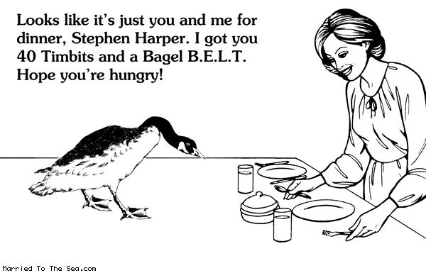 Married To The Sea comic: goose feeding * Text: looks like its just you and me for dinner stephen harper i got you 40 timbits and a bagel b e l t hope youre hungry