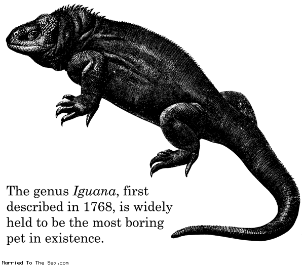 Married To The Sea comic: the iguana genus * Text: the genus iguana first described in 1768 is widely held to be the most boring pet in existance