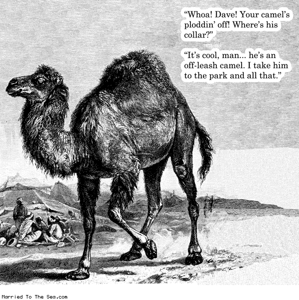 Married To The Sea comic: the off leash camel park of course * Text: whoa dave your camels ploddin off wheres his collar its cool man hes an off leash camel i take him to the park and all that