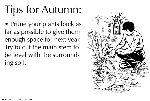 Married To The Sea comic: tips for autumn prune your plants * Text: tips for autumn prune your plants back as far as possible to give them enough space for next year try to cut the main stem to be level with the surrounding soil.