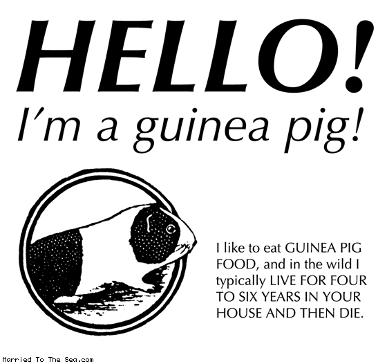 Married To The Sea comic: hello im a guinea pig * Text: